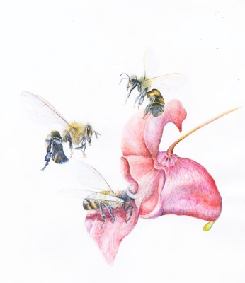 bees