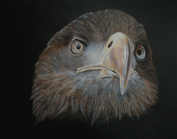 11334030_10204367819540404_5689234545511635382_o